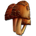 方舟生存进化稀有蘑菇